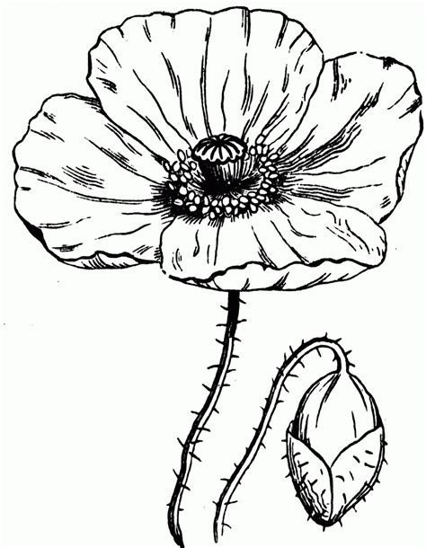 poppy flower drawing easy|poppy flower drawing printout.